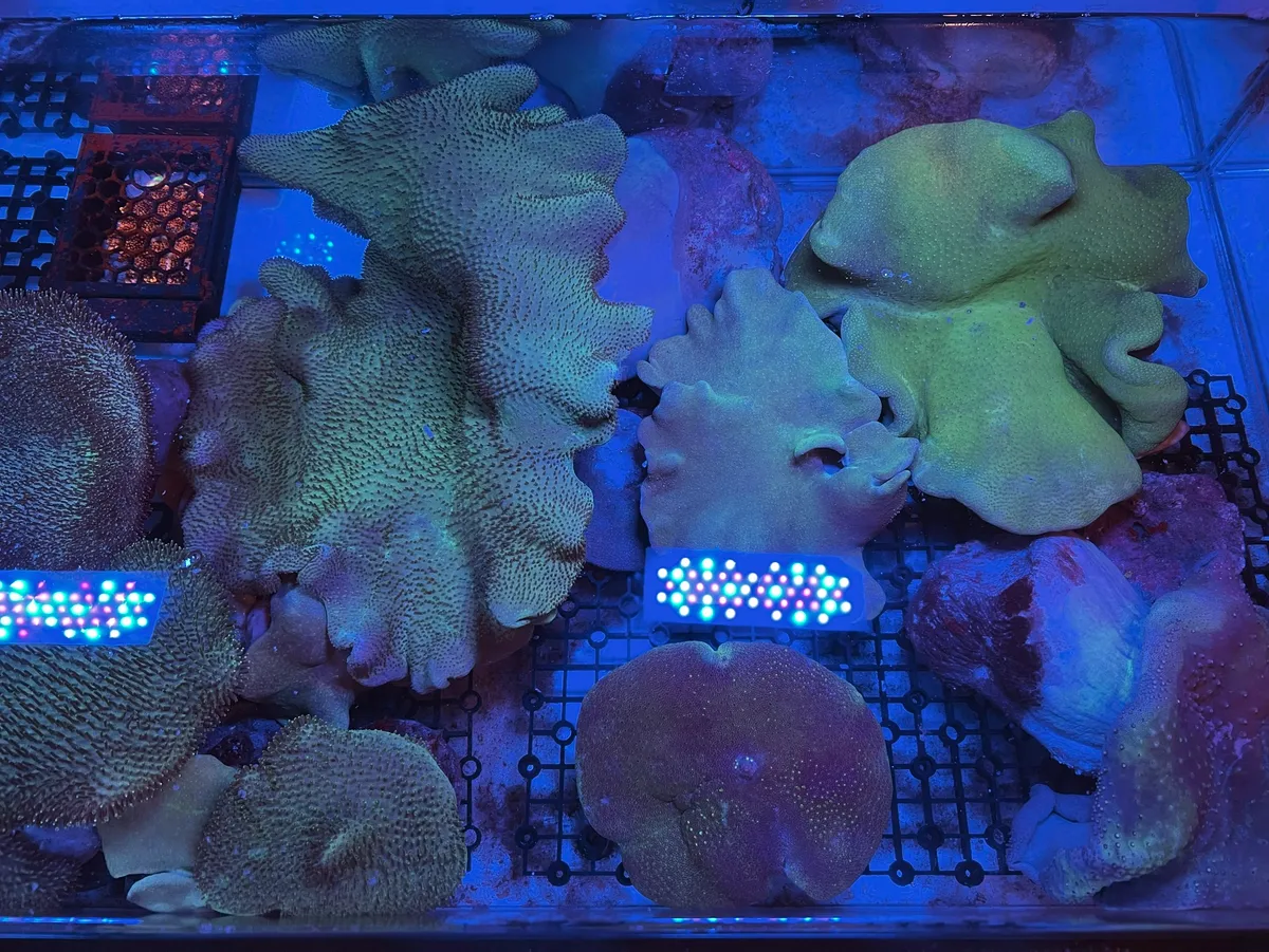 ZOOX Reef Nano Mini LED 珊瑚燈18w