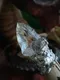 天然礦物/獨家製作  | 東方森林的薩滿系列/白水晶藍晶石手杖