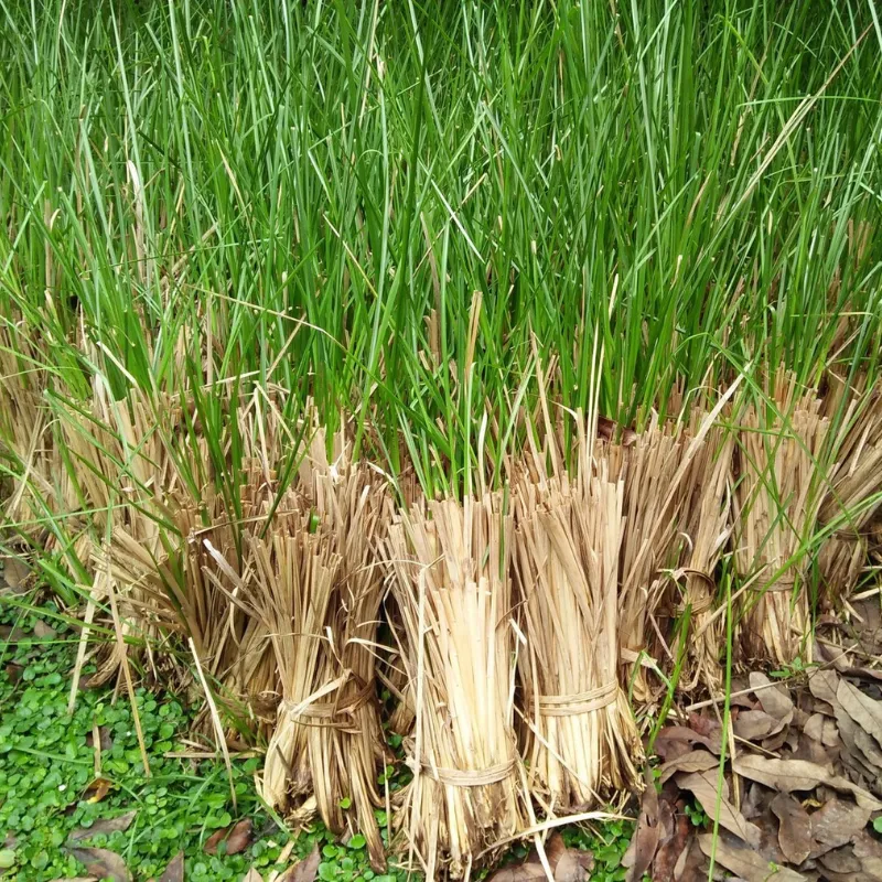 海地岩蘭草vetiver Haiti