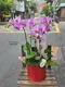 B1-67│蘭花盆栽│新北市花店│蘆洲花店│榮升誌慶│喬遷之喜│開幕誌慶│過年送禮│訂花│送花