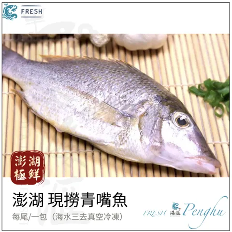 野生青嘴魚 龍占
