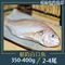 船釣白口魚(2~4隻裝/350g~400g/包)【北海漁鋪】