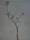 羽葉沒藥( 滔天橄欖)Commiphora monstruosa