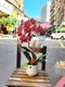 B1-13│蘭花盆栽│新北市花店│蘆洲花店│榮升誌慶│喬遷之喜│開幕誌慶│過年送禮│訂花│送花