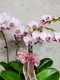B1-56│蘭花盆栽│新北市花店│蘆洲花店│榮升誌慶│喬遷之喜│開幕誌慶│過年送禮│訂花│送花