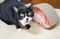 愛咪的窩 魚造型貓抓板 紅鯧魚