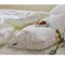 韓製寢具MAATILA－冬款：M2抗過敏超細纖維棉被組合：復古花卉(SS/Q/K)
