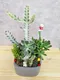 D2-8│多肉植物│新北市花店│蘆洲花店│送禮盆栽│訂花│送花
