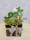 D2-6│多肉植物│新北市花店│蘆洲花店│送禮盆栽│訂花│送花
