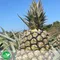 【高樹青農】許哲榮-有機金鑽鳳梨(14台斤/箱)(含運)_金鑽旺來好運旺旺萊