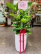D1-14│送禮盆栽│新北市花店│蘆洲花店│開幕誌慶│新居落成│榮升誌慶│訂花│送花