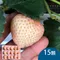 天藍果園-大湖白草莓(15顆)★含運組★