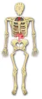 人體的探索:解剖與生理學的第一堂課(Build the Human Body)