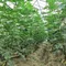 超值藍帶無花果(1斤裝)