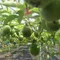【田寮青農】陳懿甄-有機轉型期百香果(3斤/箱)(含運)