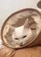 寵物商品／Gottagohome－Tyvek貓貓探索隧道！