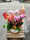 B1-3│蘭花盆栽│新北市花店│蘆洲花店│榮升誌慶│喬遷之喜│開幕誌慶│過年送禮│訂花│送花