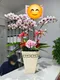 B1-36│蘭花盆栽│新北市花店│蘆洲花店│榮升誌慶│喬遷之喜│開幕誌慶│過年送禮│訂花│送花