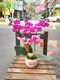 B1-17│蘭花盆栽│新北市花店│蘆洲花店│榮升誌慶│喬遷之喜│開幕誌慶│過年送禮│訂花│送花