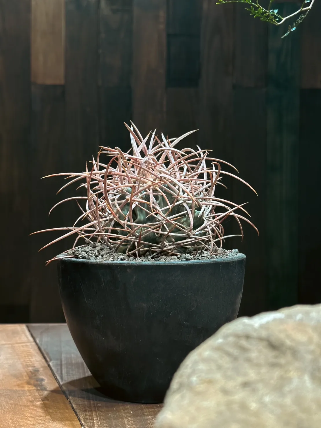 大龍冠Echinocactus polycephalus