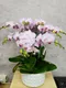 B1-52│蘭花盆栽│新北市花店│蘆洲花店│榮升誌慶│喬遷之喜│開幕誌慶│過年送禮│訂花│送花