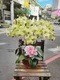 B1-63│蘭花盆栽│新北市花店│蘆洲花店│榮升誌慶│喬遷之喜│開幕誌慶│過年送禮│訂花│送花