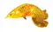 金龍魚