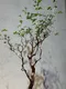 羽葉沒藥( 滔天橄欖)Commiphora monstruosa