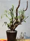 角瘤沒藥 Commiphora mildbraedii