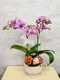 B1-57│蘭花盆栽│新北市花店│蘆洲花店│榮升誌慶│喬遷之喜│開幕誌慶│過年送禮│訂花│送花