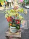 B1-7│蘭花盆栽│新北市花店│蘆洲花店│榮升誌慶│喬遷之喜│開幕誌慶│過年送禮│訂花│送花