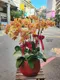B1-45│蘭花盆栽│新北市花店│蘆洲花店│榮升誌慶│喬遷之喜│開幕誌慶│過年送禮│訂花│送花