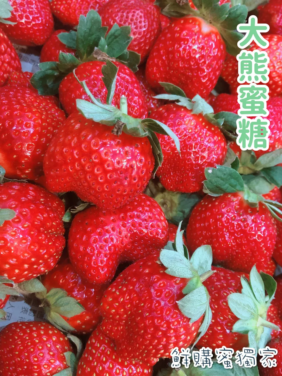 獨家品種 馬拉邦山高海拔大熊蜜糖草莓