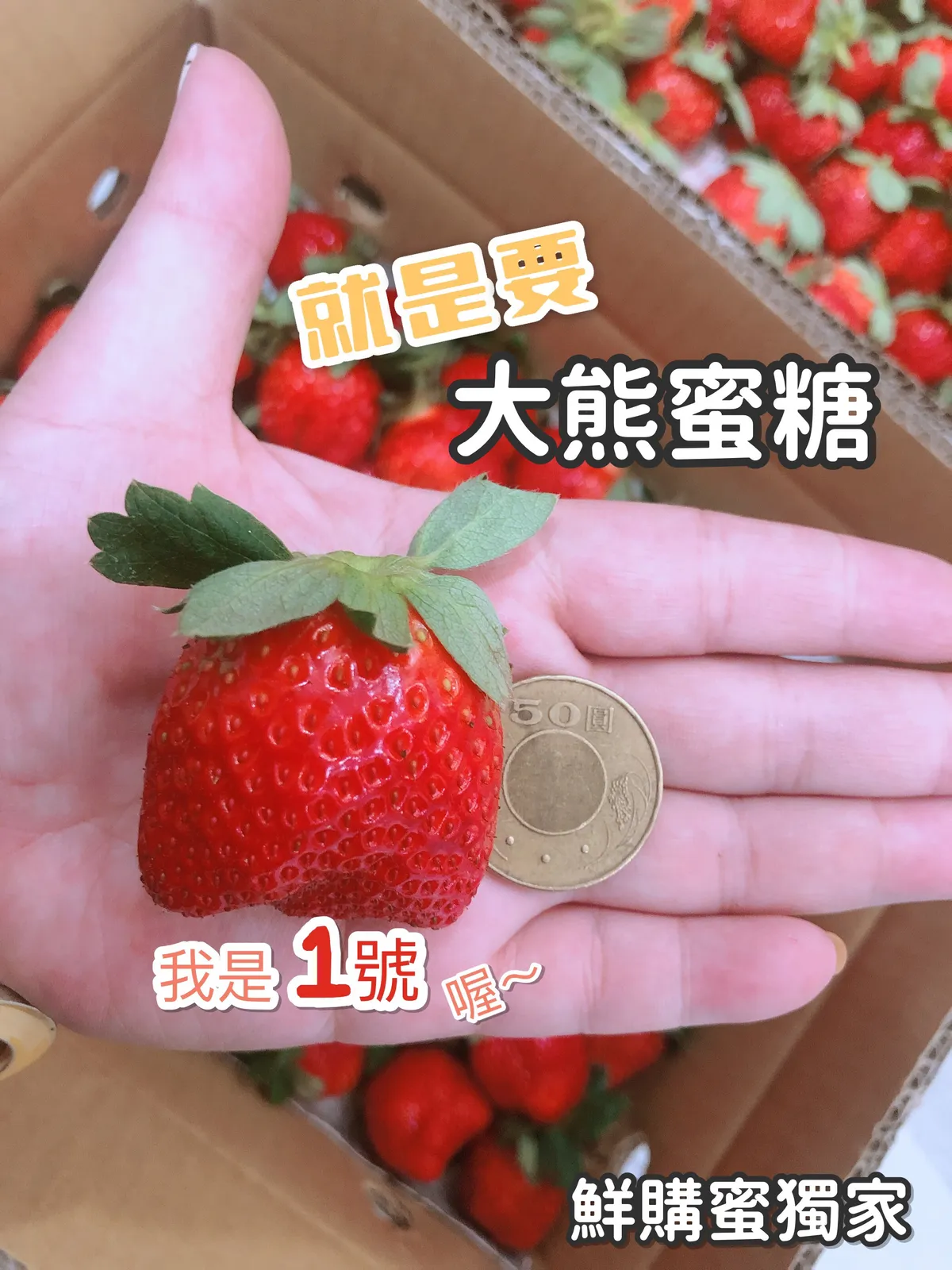 獨家品種 馬拉邦山高海拔大熊蜜糖草莓