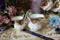 ROYAL ALBERT - Old Country Roses 茶具組 (含 茶杯組 咖啡杯組 糖碗 牛奶壺 蛋糕盤 茶壺 咖啡壺)
