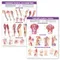 Trigger Point Chart Set: Torso ＆ Extremities Paper Unmounted Set of 2 Charts