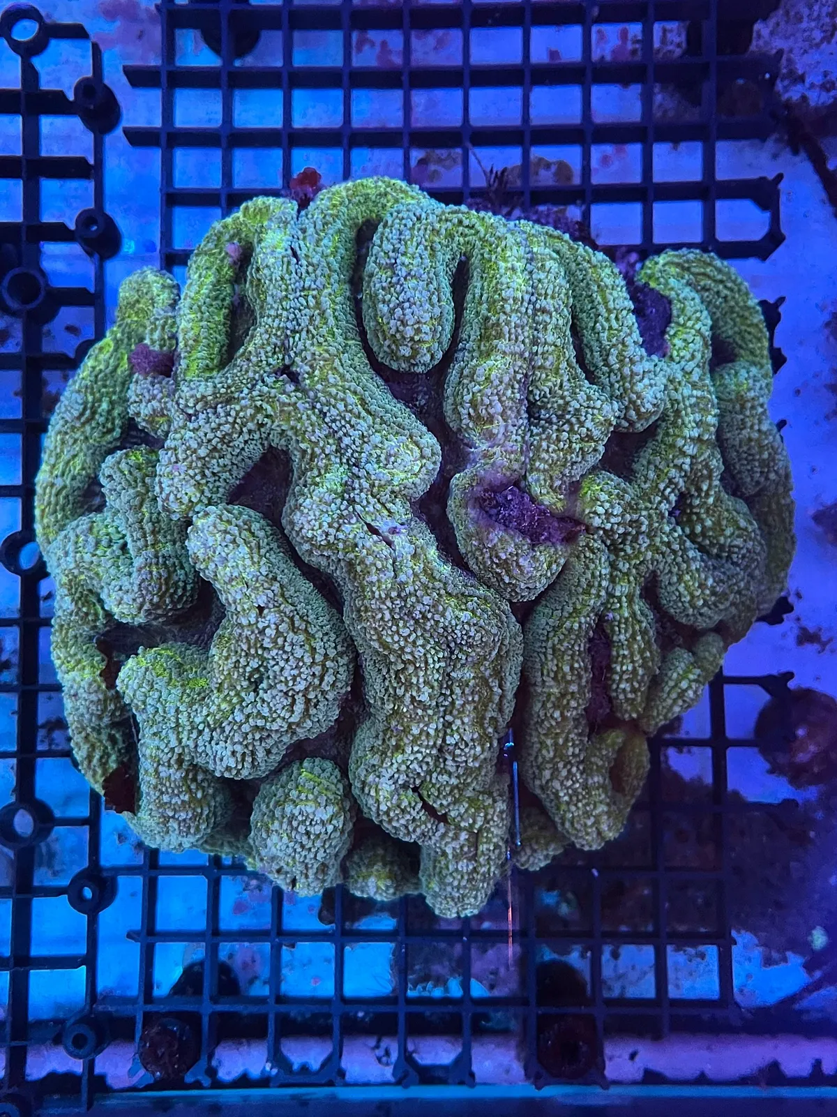 珊瑚 ZOOX - ZX高品質矽膠珊瑚基座