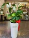 D1-13│送禮盆栽│新北市花店│蘆洲花店│開幕誌慶│新居落成│榮升誌慶│訂花│送花