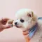 COCONILLA｜手工寵物蛋黃酥【CoCo月光寶盒】2022 貓狗中秋賞月的最佳好禮！
