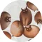 【網購獨家】日本nora系列-迷人的暹羅貓(棉布/數位印刷)