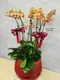 B1-39│蘭花盆栽│新北市花店│蘆洲花店│榮升誌慶│喬遷之喜│開幕誌慶│過年送禮│訂花│送花