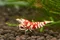 SS級紅花虎 SS Red Fancy Tiger Shrimp