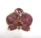 金邊蝴蝶蘭胸針  Moth orchid brooch (gold rim)