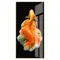 孔雀魚