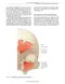 Logan Turner's Diseases of the Nose,Throat and Ear: Head and Neck Surgery