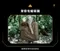 [ CAMPFIRE ] 達哥自創品牌 戰壘折疊露營椅 - 三色 │ 台灣設計 折疊椅 輕量椅