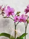 B1-57│蘭花盆栽│新北市花店│蘆洲花店│榮升誌慶│喬遷之喜│開幕誌慶│過年送禮│訂花│送花