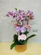 B1-64│蘭花盆栽│新北市花店│蘆洲花店│榮升誌慶│喬遷之喜│開幕誌慶│過年送禮│訂花│送花