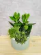 D2-15│多肉植物│新北市花店│蘆洲花店│送禮盆栽│訂花│送花