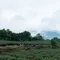 【坪林青農】林奕慧-有機雪山烏龍(150克x2組/盒)(含運)